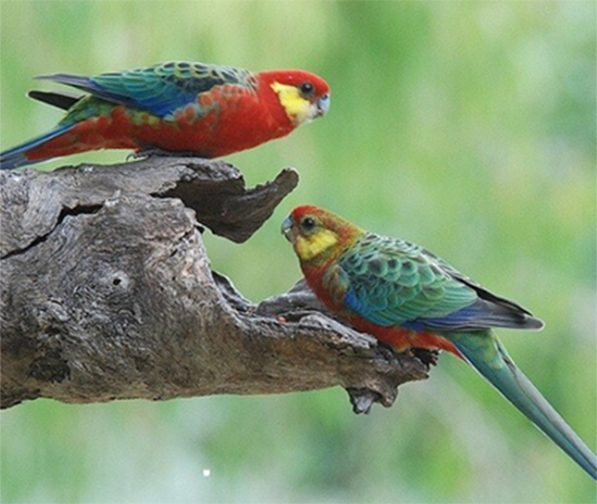 Western Rosella Pair