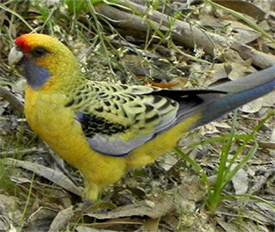 Yellow Rosella - Female
