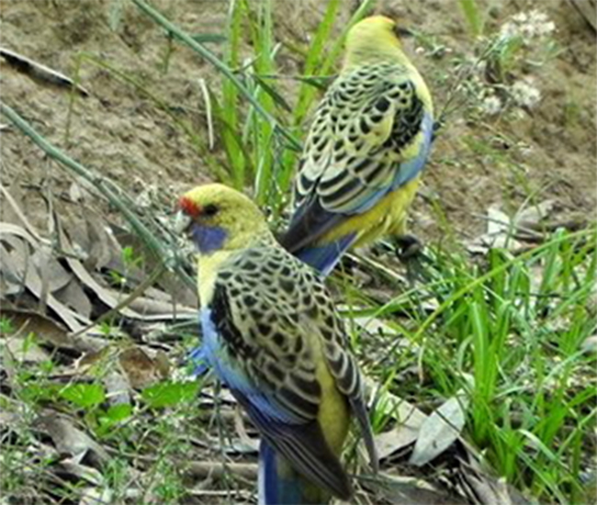 Yellow Rosella Pair