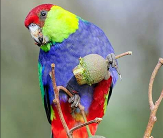 Red Capped Parrot