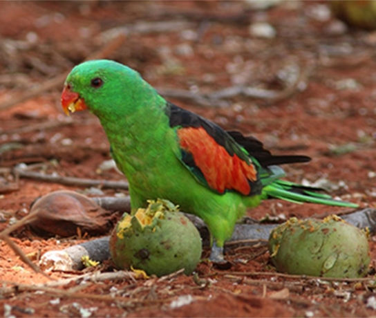 Red Winged Parrot
