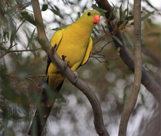 Regent Parrot