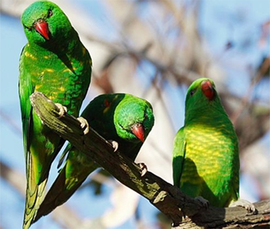 Scaly Breasted Lorikeet