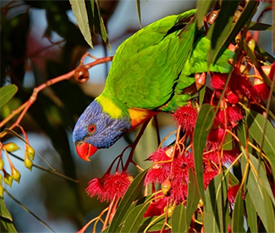 Rainbow Lorikeet