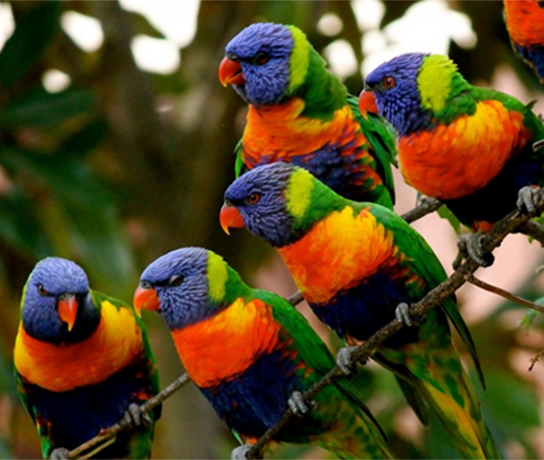 Rainbow Lorikeet - Flock