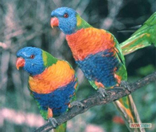 Rainbow Lorikeet - Pair