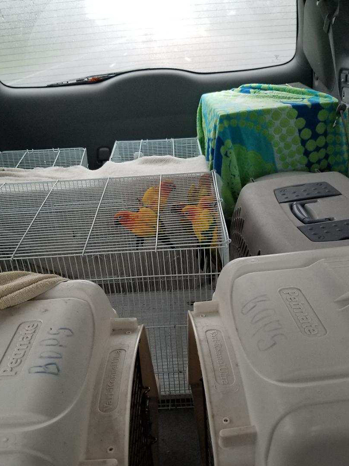 Stage 2 - Transport