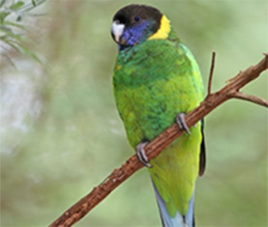 Ringneck