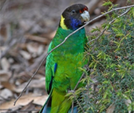 Ringneck Eating