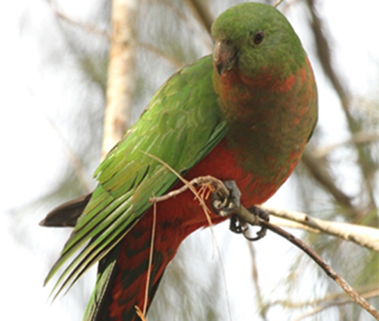 King Parrot Female
