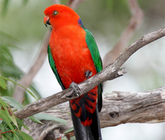 King Parrot Male