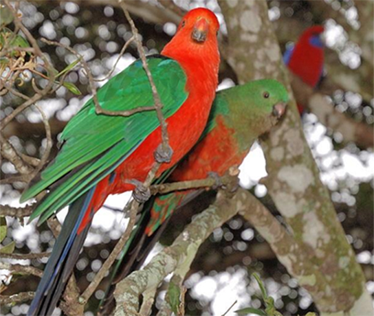 King Parrot Pair