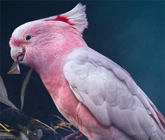 Galah Male