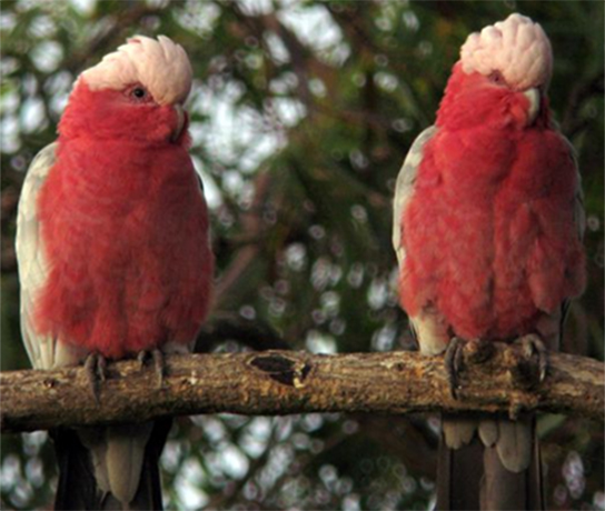 Galah Pair