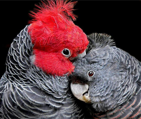 Gang-Gang Pair