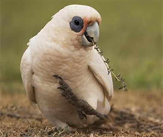 Little Corella Feeding