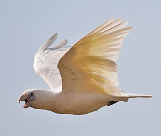 Little Corella Flying