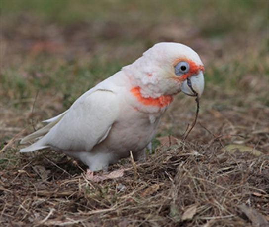 Long Billed Corella Feeding