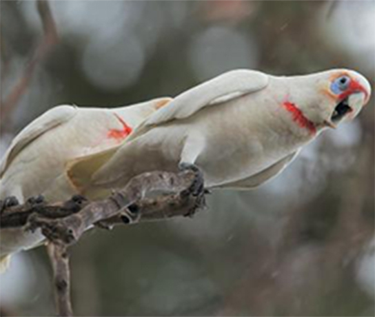 Long Billed Corella Pair