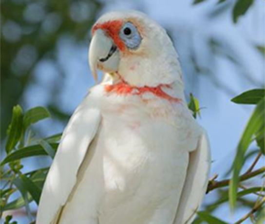 Long Billed Corella Perched